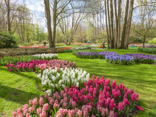 Visitar Keukenhof en primavera