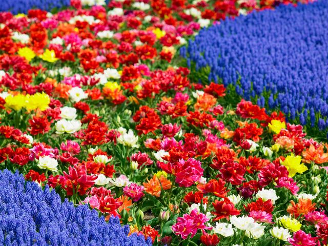 consejos para visitar Keukenhof