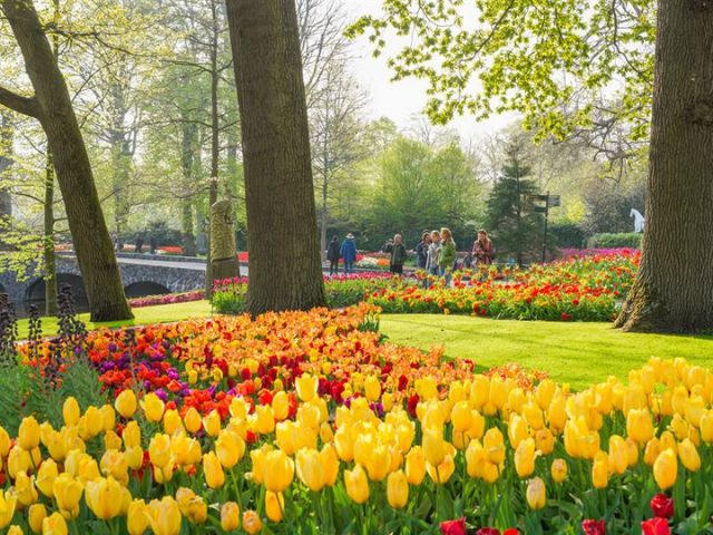 Ver tulipanes en Keukenhof