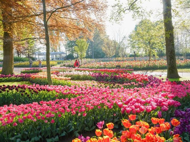 Visitar_Keukenhof_Holanda