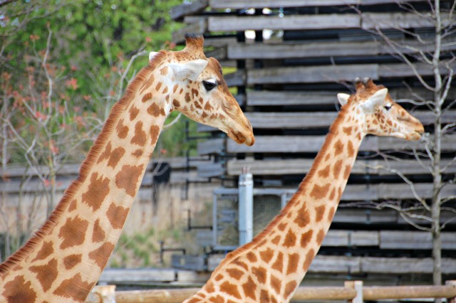 Girafas en el zoo de paris