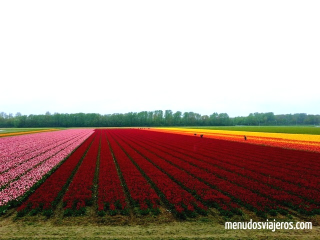 Visitar los Campos de tulipanes en Holanda