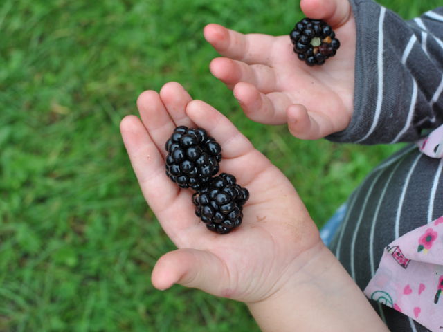 Comer moras