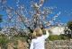 Visitar los almendros en flor en Alcalalí