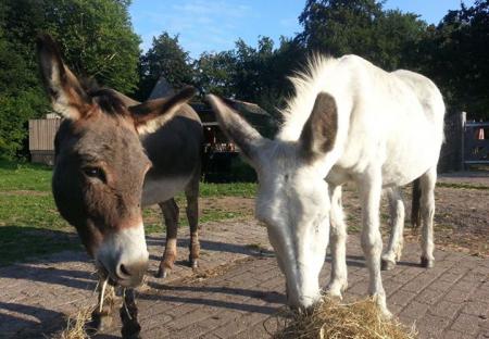 Rhijnauwen Utrecht excursión con niños